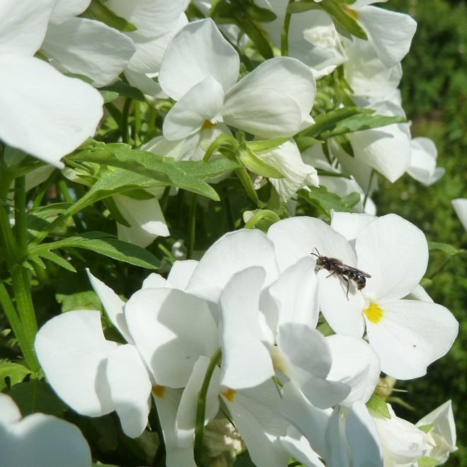 Kleine Wildbiene auf weißen Hornveilchen (Viola cornuta)