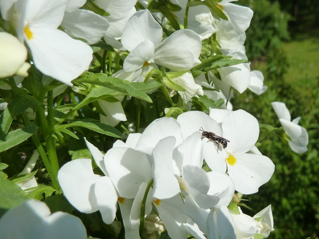 Kleine Wildbiene auf weißen Hornveilchen (Viola cornuta)