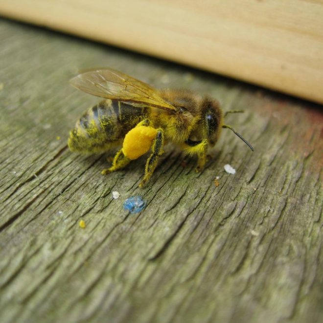 Honigbiene mit gelben Pollen