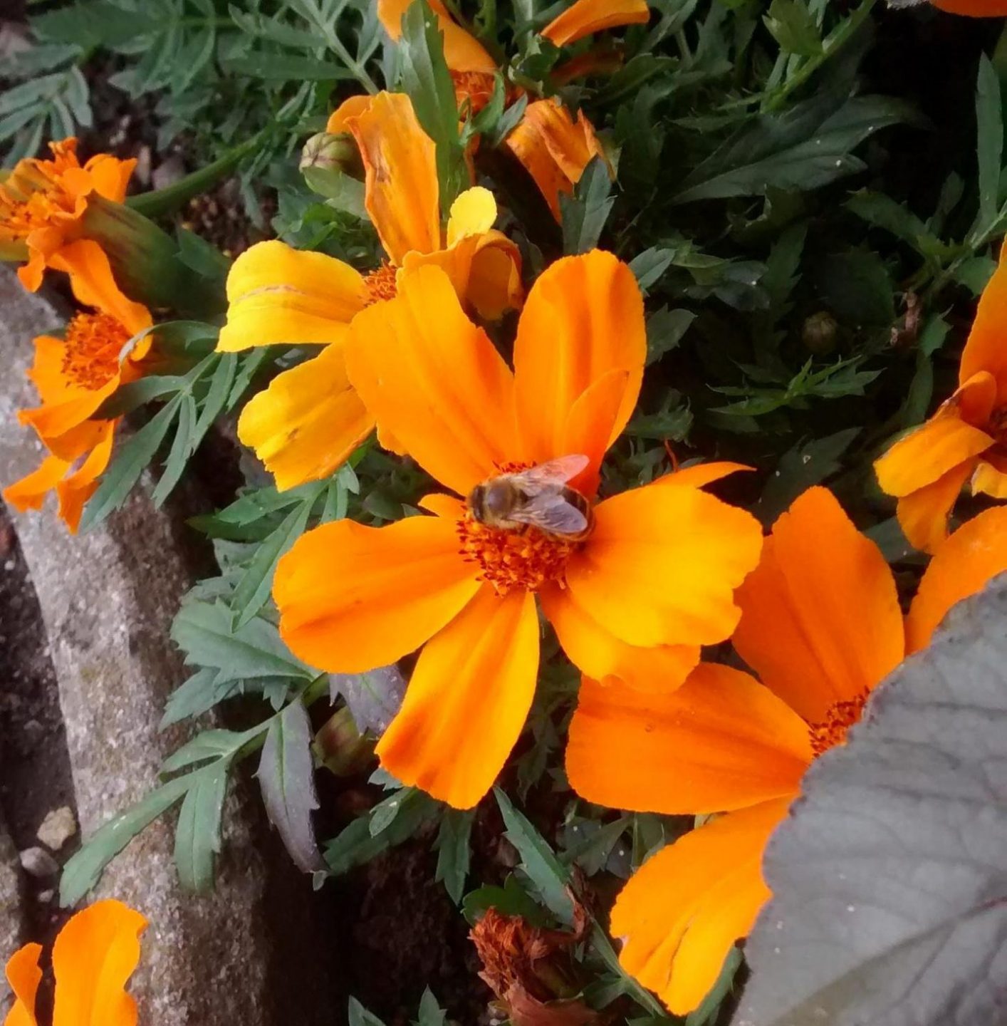 orange Tagetes mit Honigbiene (Tagetes tenuifolia)