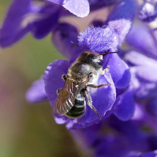 weibliche Stahlblaue Mauerbiene