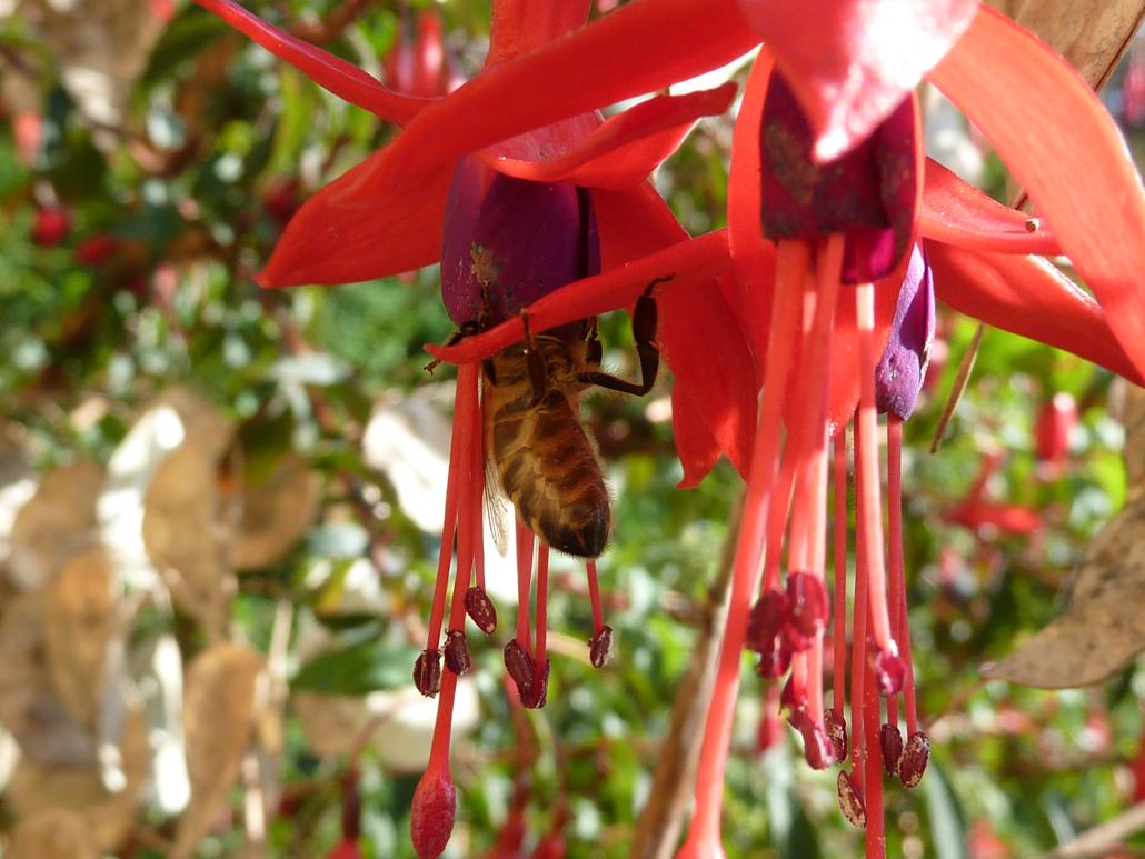 Honigbiene in Fuchsiablüte (Fuchsia)