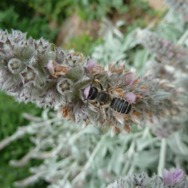 Garten - Blattschneiderbiene