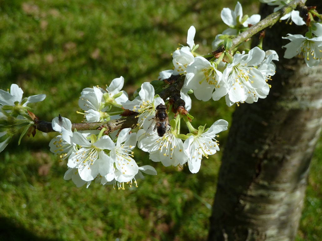 Schwebfliege in Pflaumenblüte (Prunus cerasifera)