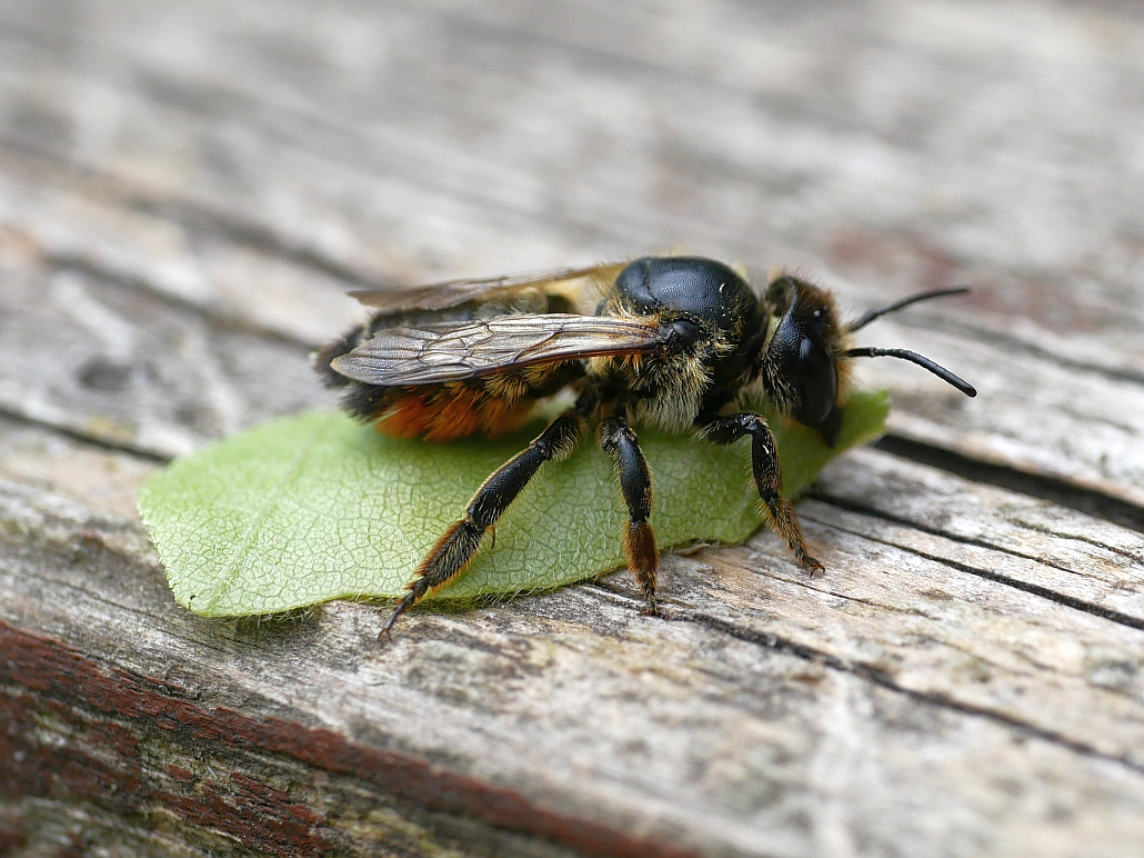 Totholz-Blattschneiderbiene ruht mit einem Blattstück