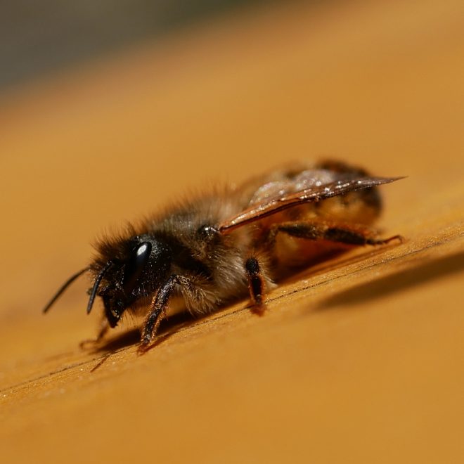 Rostrote Mauerbiene pausiert auf Insektenhotel